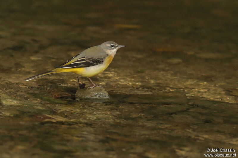 Grey Wagtail, identification