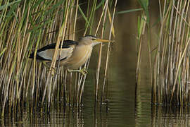 Little Bittern