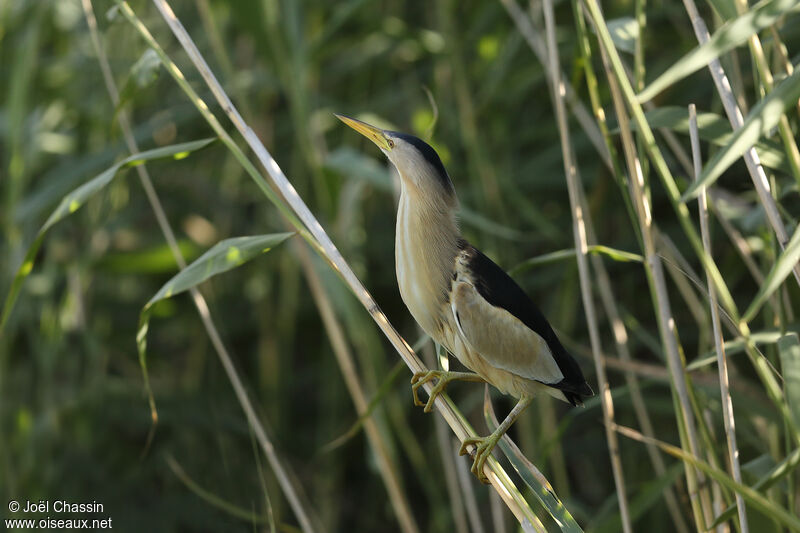 Blongios nain mâle adulte, identification