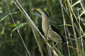 Little Bittern