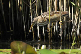 Little Bittern