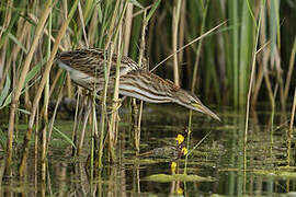 Little Bittern