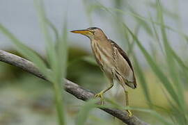 Little Bittern