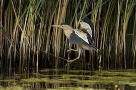 Little Bittern