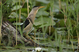 Little Bittern