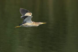 Little Bittern