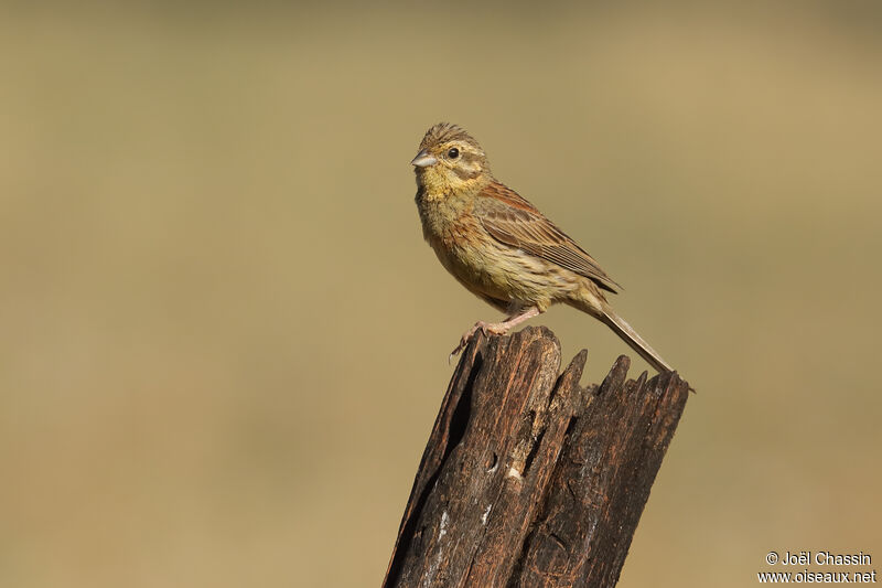 Bruant zizi, identification