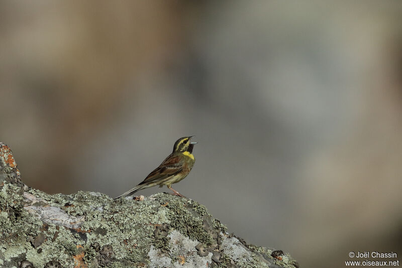 Cirl Bunting, identification