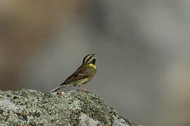 Cirl Bunting