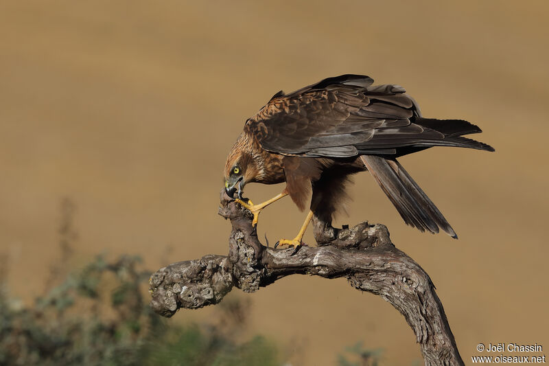 Busard des roseaux, identification