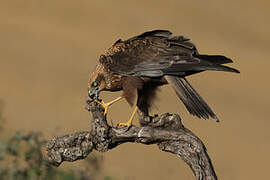 Western Marsh Harrier