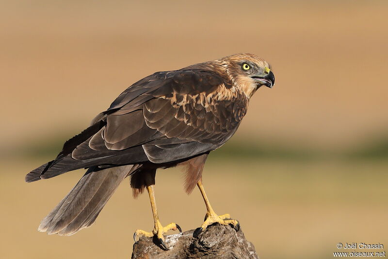 Busard des roseaux, identification