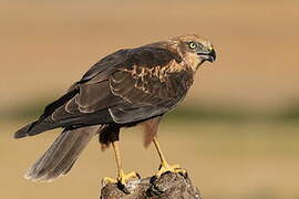 Western Marsh Harrier