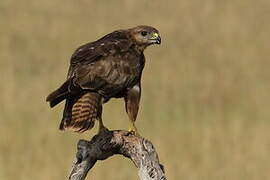 Buse variable