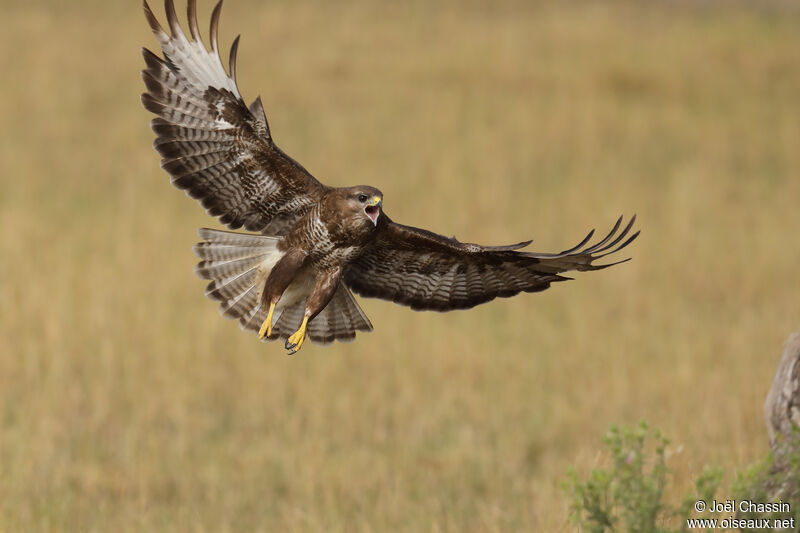 Common Buzzard, identification