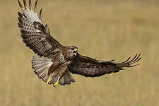 Buse variable