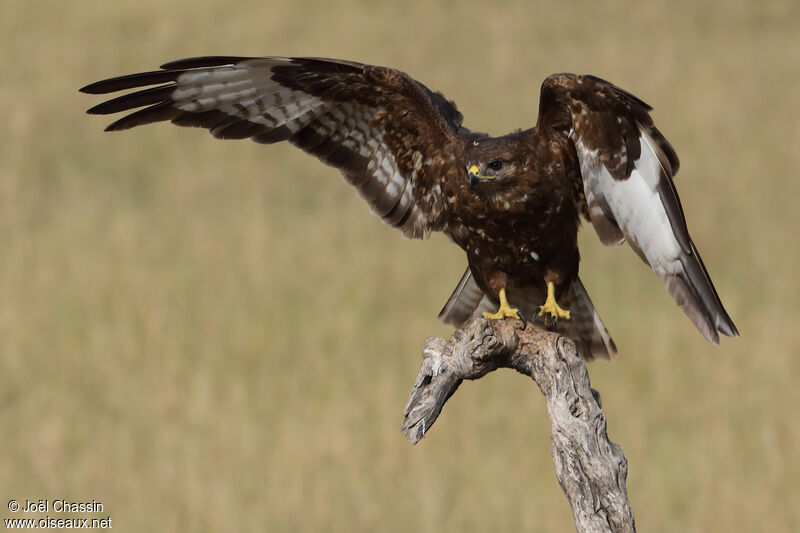 Buse variable, identification