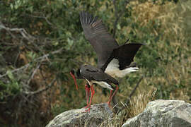 Black Stork