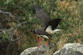 Cigogne noire