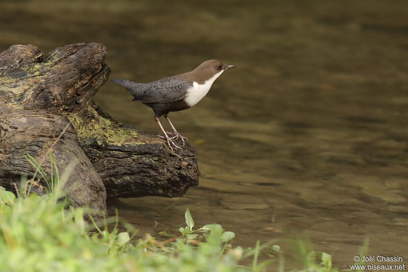 White-throated Dipper, identification