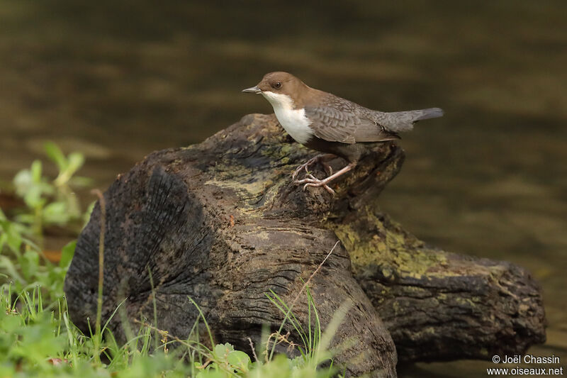 White-throated Dipper, identification