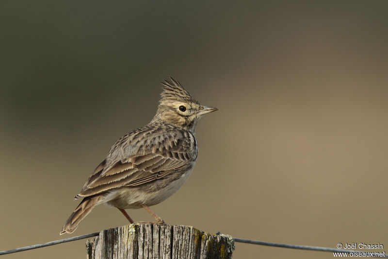 Cochevis huppé, identification