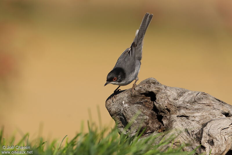 Sardinian Warbler