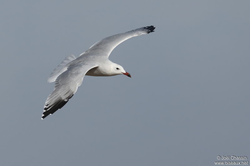 Audouin's Gull, Flight