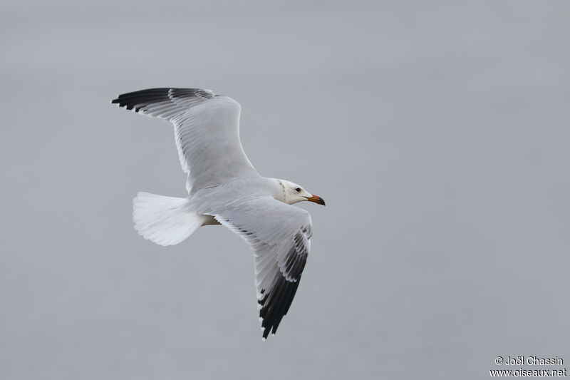 Audouin's Gull, Flight