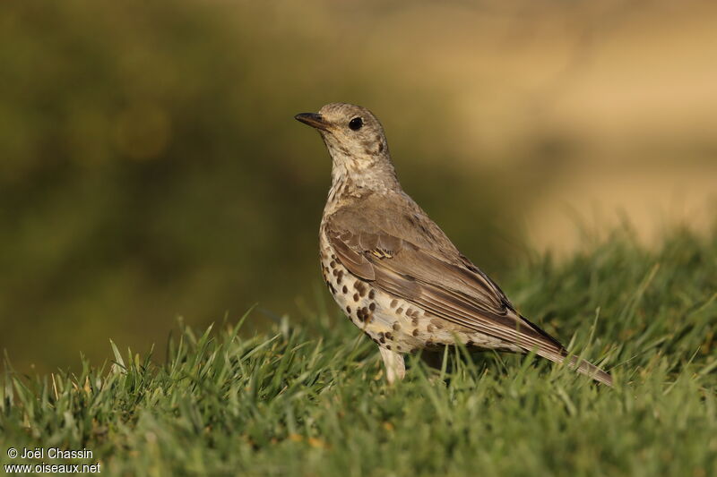 Grive draine, identification