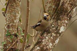 Hawfinch