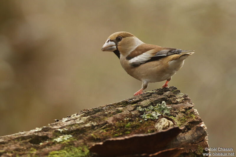 Grosbec casse-noyaux, identification