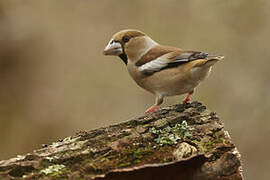 Hawfinch