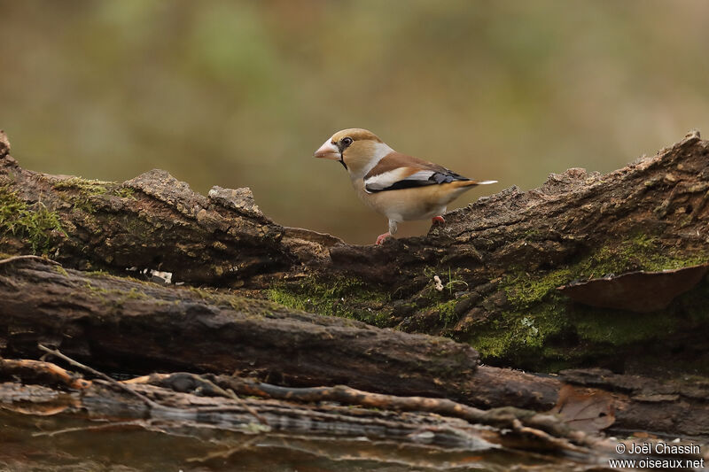 Grosbec casse-noyaux, identification