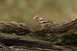 Hawfinch