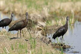 Glossy Ibis