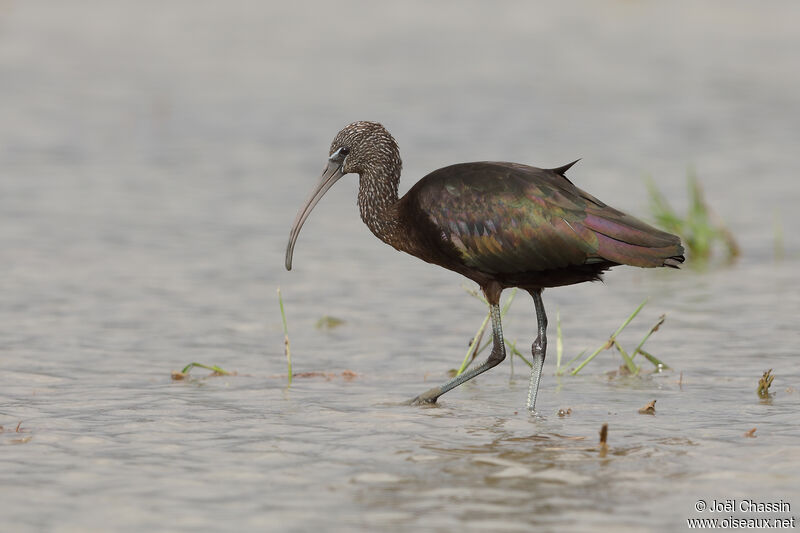 Glossy Ibis