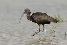 Glossy Ibis