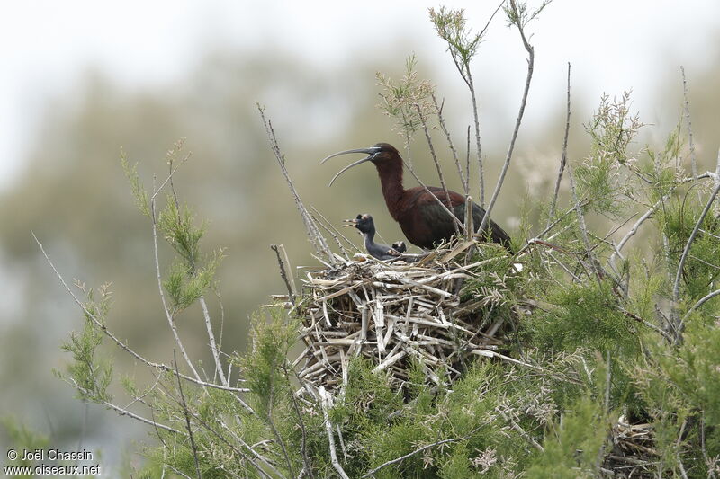 Glossy Ibis, identification