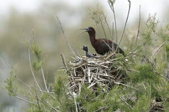 Ibis falcinelle