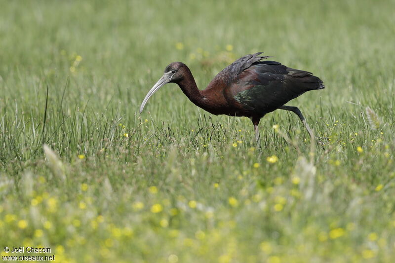 Glossy Ibis, identification