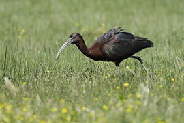 Glossy Ibis