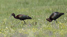 Ibis falcinelle