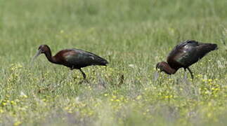 Glossy Ibis