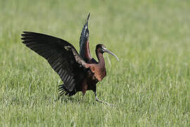 Glossy Ibis