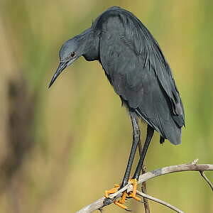 Aigrette ardoisée