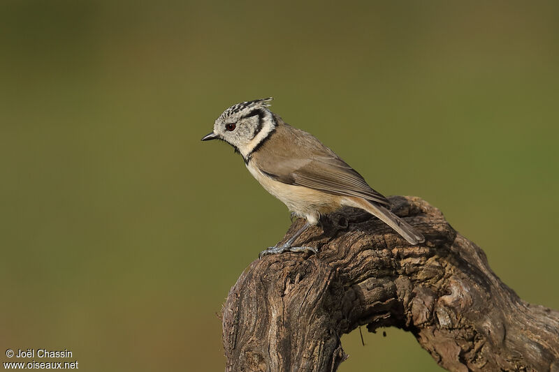 Crested Tit, identification