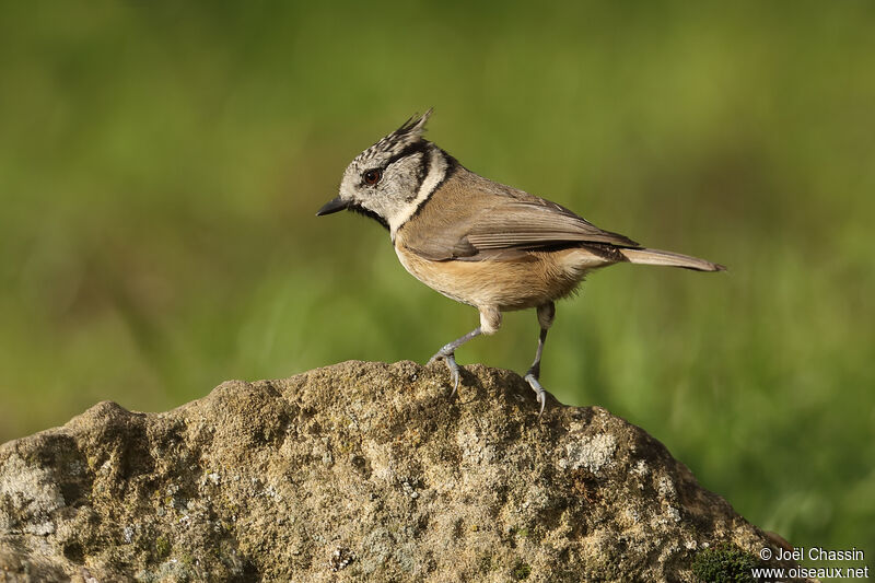 Mésange huppée, identification