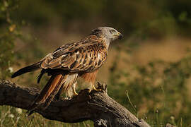 Red Kite