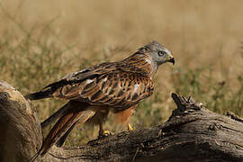 Red Kite